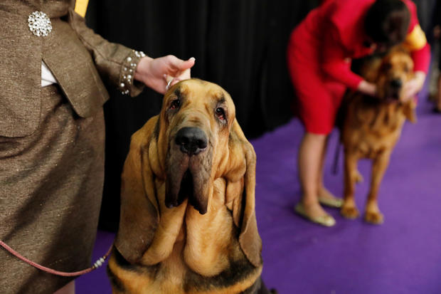 Hendrix, a Bloodhound breed, waits to enter the competition ring during Day One of competition at the Westminster Kennel Club 142nd Annual Dog Show in New York 