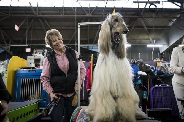 Annual Westminster Dog Show Takes Place In New York City 