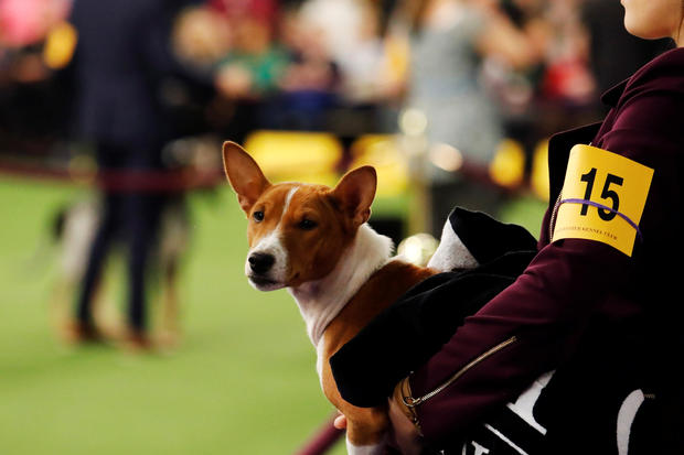 Tuco, a Basenji breed, is held by its handler during Day One of competition at the Westminster Kennel Club 142nd Annual Dog Show in New York 
