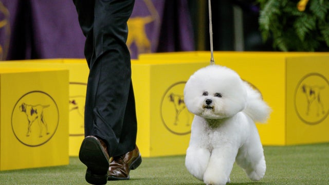 Flynn, a bichon frise walks during judging of the nonsporting group at the 142nd Westminster Kennel Club Dog Show in New York 