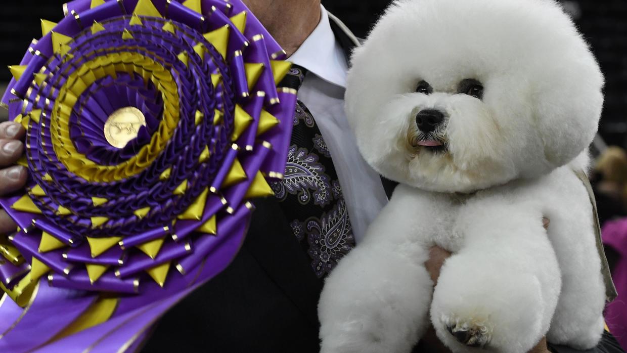 2018 Westminster Dog Show winner: Flynn the bichon frisé takes Best of ...