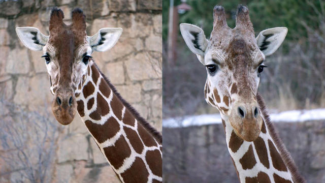 pregnant-giraffes.jpg 