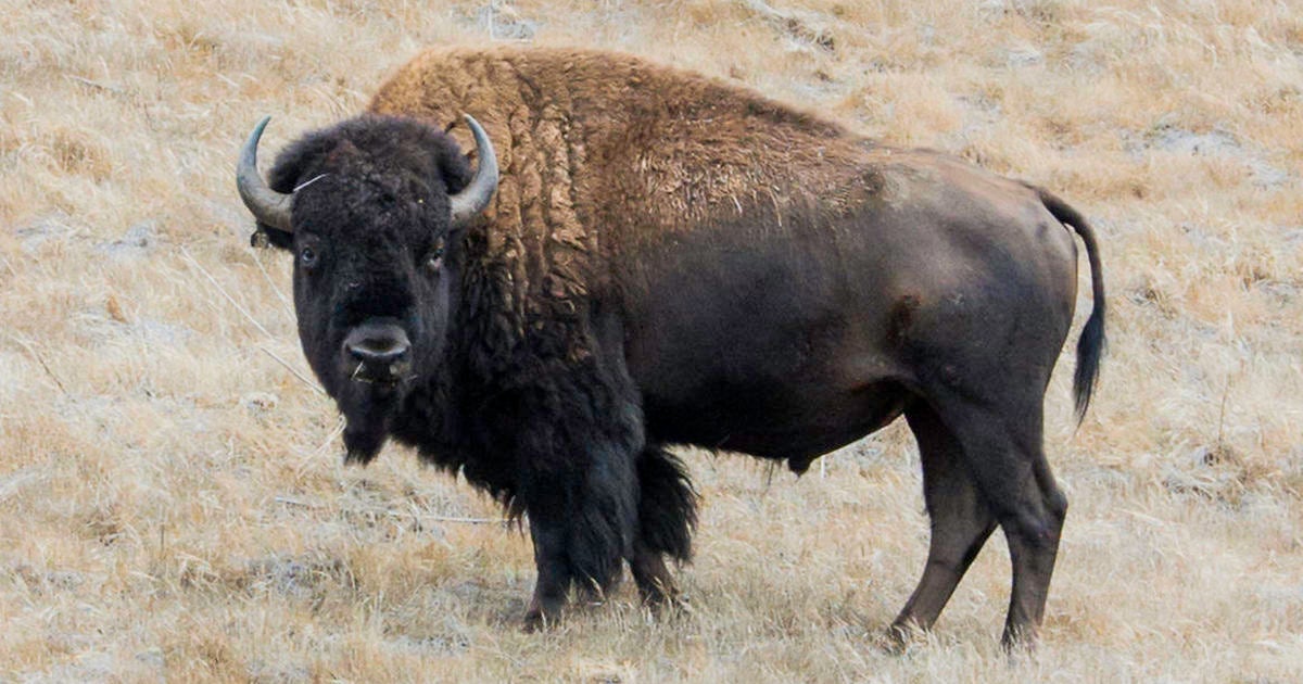 Buffalo gores camper in Southern California - CBS News