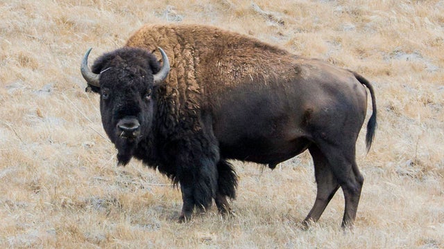 Catalina Island Buffalo 