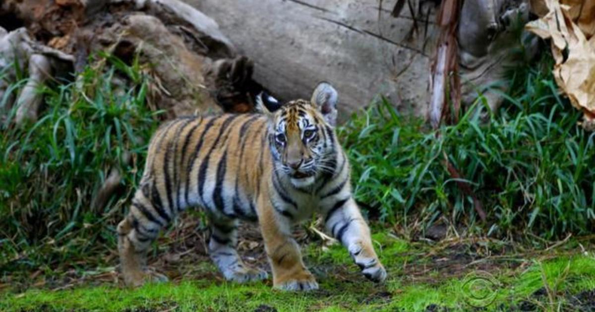 California man charged with smuggling a Bengal tiger in his Camaro