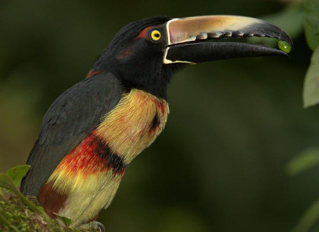 collared-aracari-lynn-hunter-hackett.jpg 