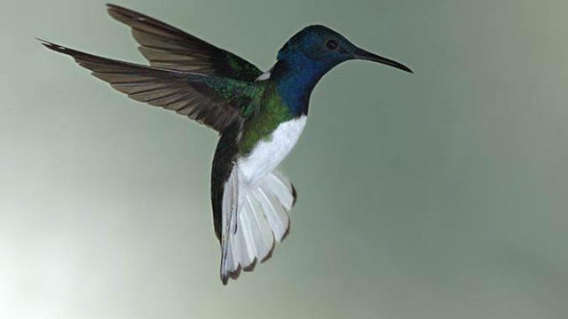 white-necked-jacobin-lynn-hunter-hackett.jpg 