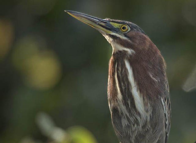 green-heron-lynn-hunter-hackett.jpg 