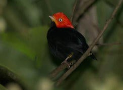 red-capped-manakin-lynn-hunter-hackett-244.jpg 