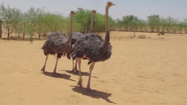 0227-ostrichegg-1510530-640x360.jpg 