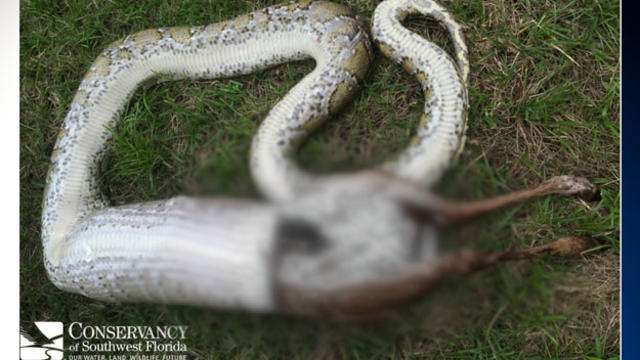 snake-with-deer-blurred.jpg 