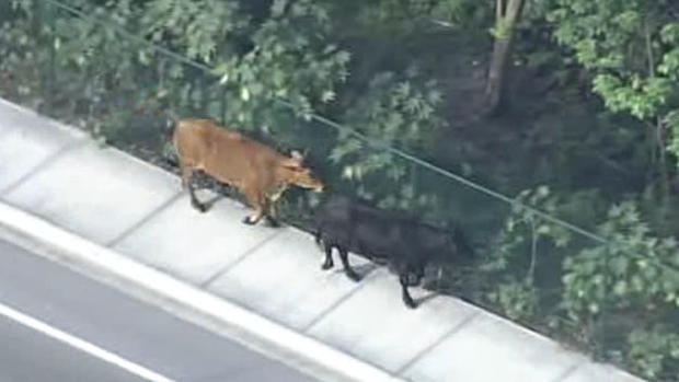Cows On The Run 