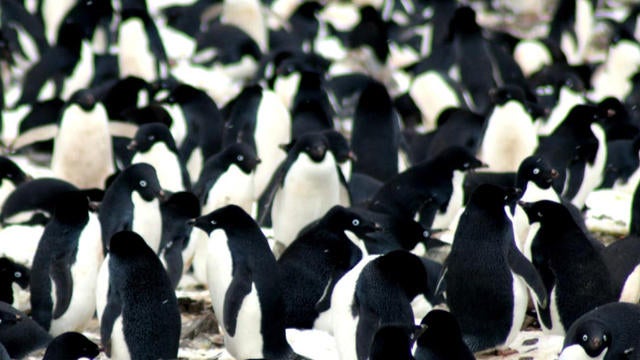 0306-climatewatch-penguins-1515972-640x360.jpg 