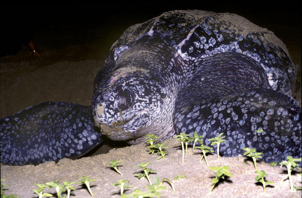 MCS Launches Campaign To Save Endangered Leatherback Turtles 