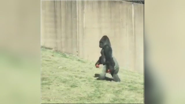 dahler-upright-gorilla-frame-947.jpg 