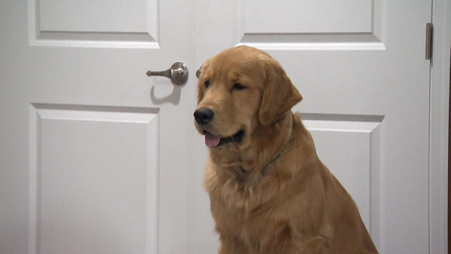 0322-en-goldenretriever-reid-1528563-640x360.jpg 