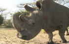 last-male-white-rhino-promo.jpg 