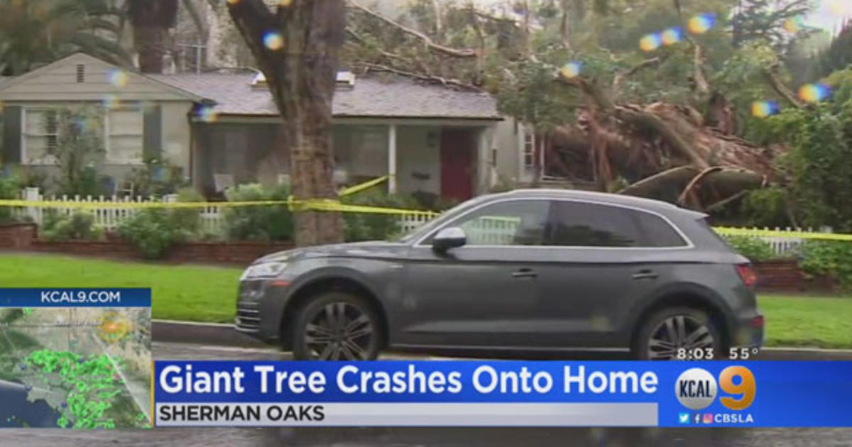 Rain Topples Huge Tree That Lands On Sherman Oaks Home Cbs Los Angeles