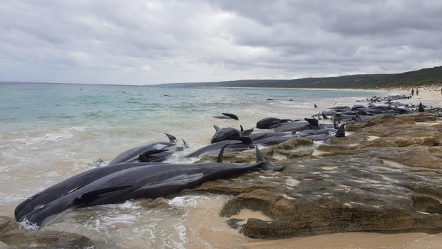 Stranded whales on the beach at Hamelin Bay 