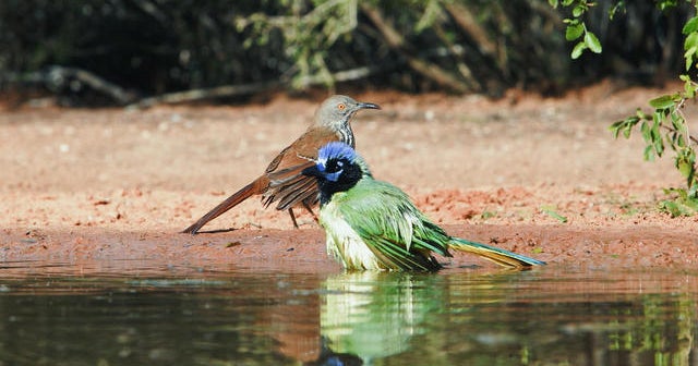 Nature: Birds in Texas
