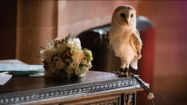 180327-en-wedding-owl-attack-02.jpg 