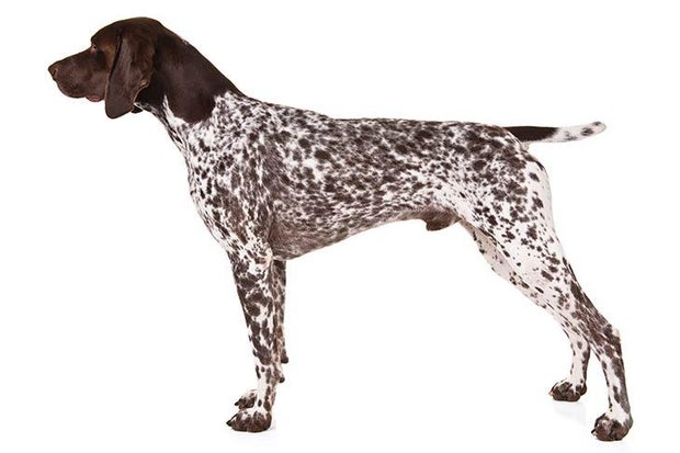 german-shorthaired-pointer-on-white-07.jpg