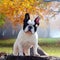 french-bulldog-on-white-11.jpg 