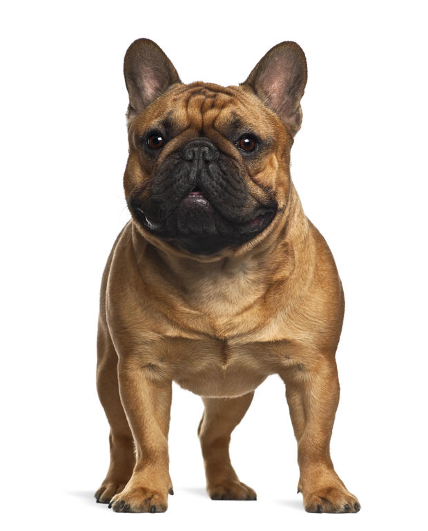 French Bulldog puppy, 4 months old, standing against white background 