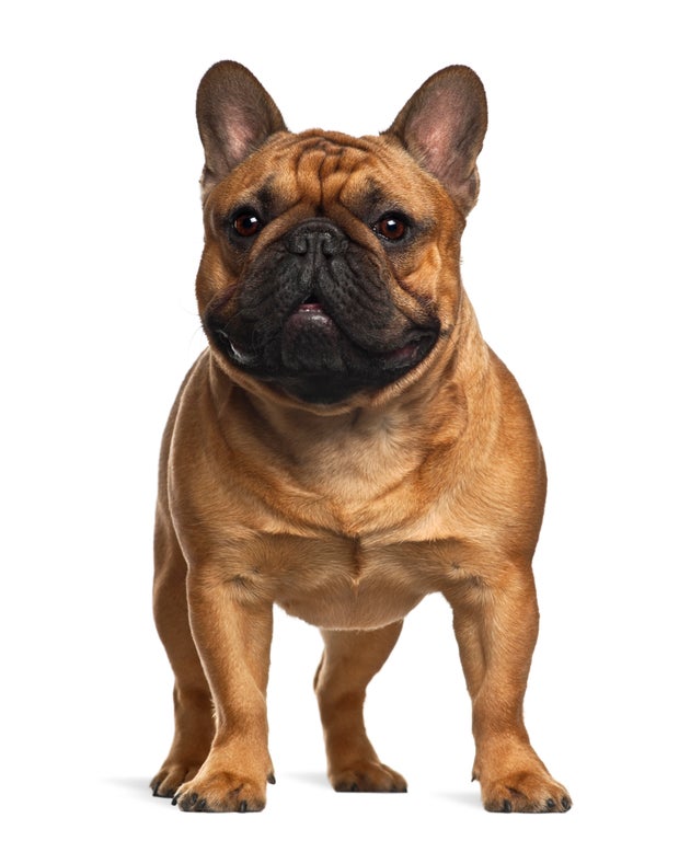 French Bulldog puppy, 4 months old, standing against white background