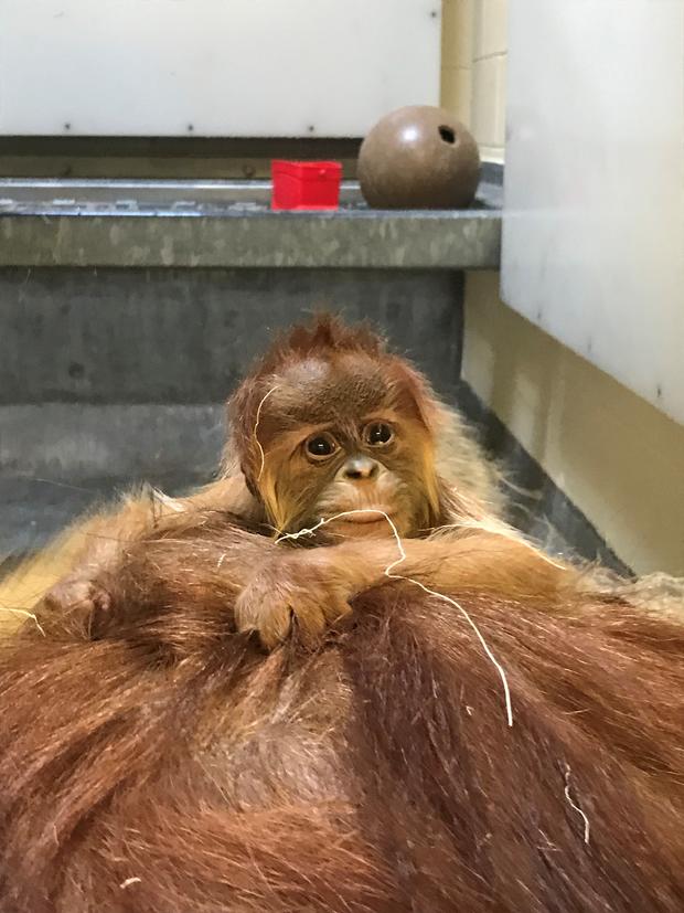 ZOO new orangutan4 