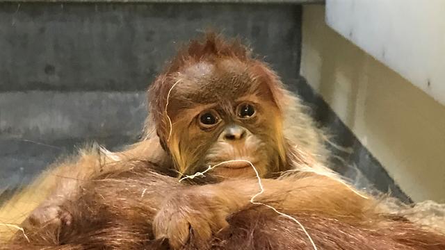 zoo-new-orangutan4.jpg 
