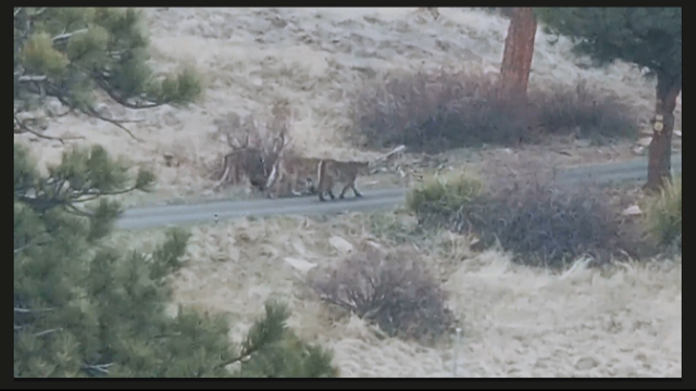 mountain-lions_frame_2986.png 