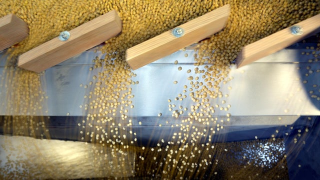 FILE PHOTO: Soybeans being sorted according to their weight and density on a gravity sorter machine at Peterson Farms Seed facility in Fargo 