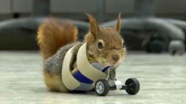 squirrel-wheely 