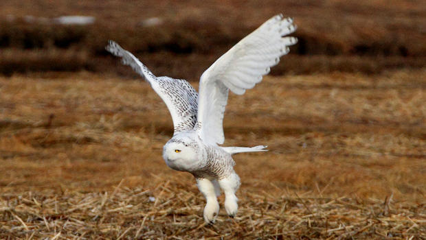 snow-owl-first-year-female-sherri-obrien-b-620.jpg 