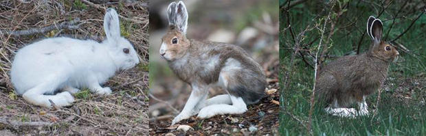 snowshoe-hares-across-the-seasons-verne-lehmberg-620.jpg 