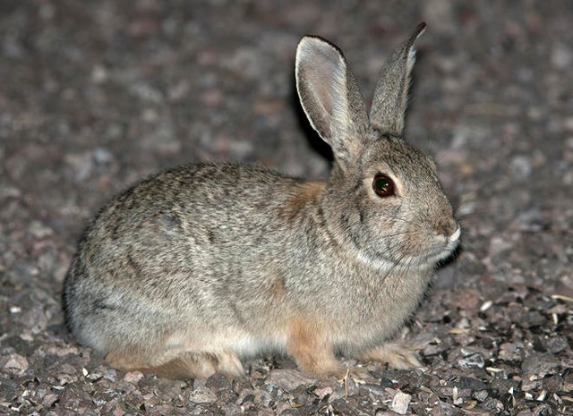 desert-cottontail-verne-lehmberg-promo.jpg 