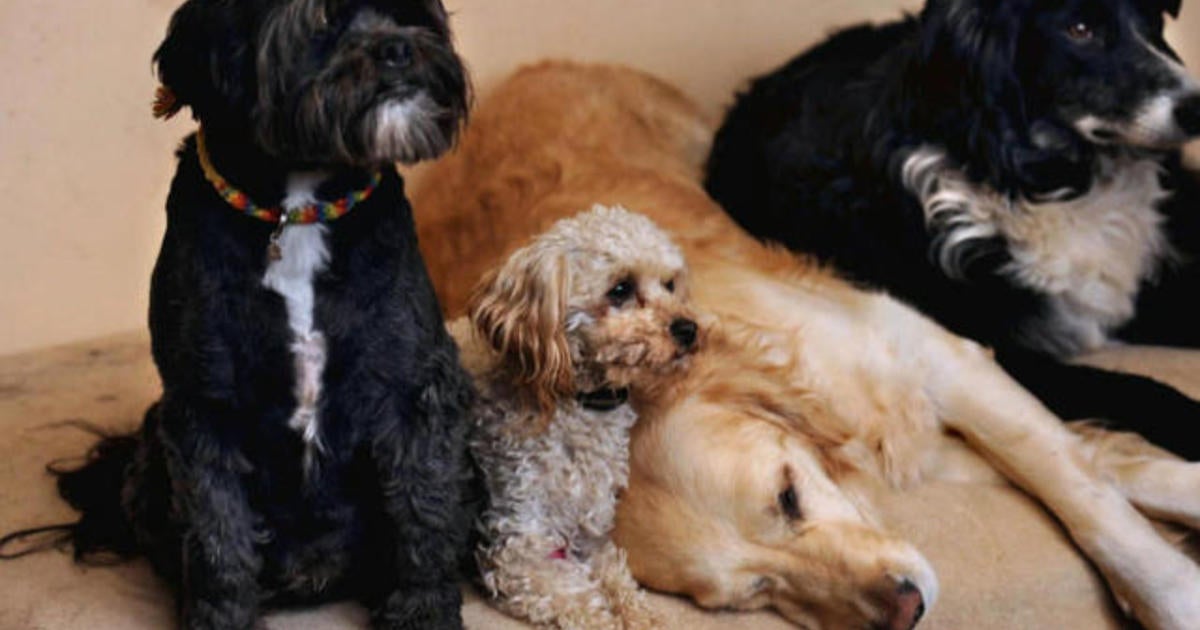 dog-cloning-yes-or-no-cbs-news