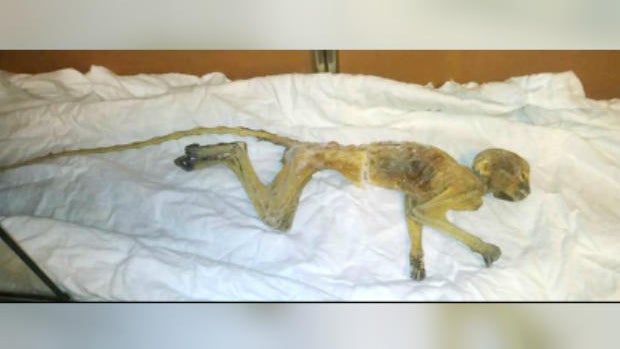 mummified-monkey.jpg 