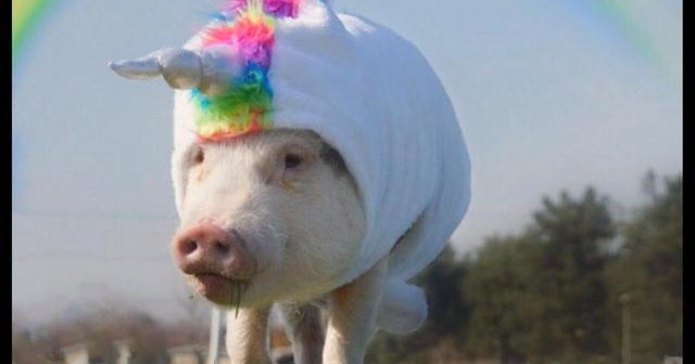 The animal stars of Instagram