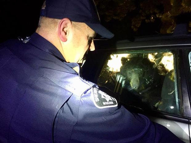 bear in car courtesy Boulder County Sheriff's Office 