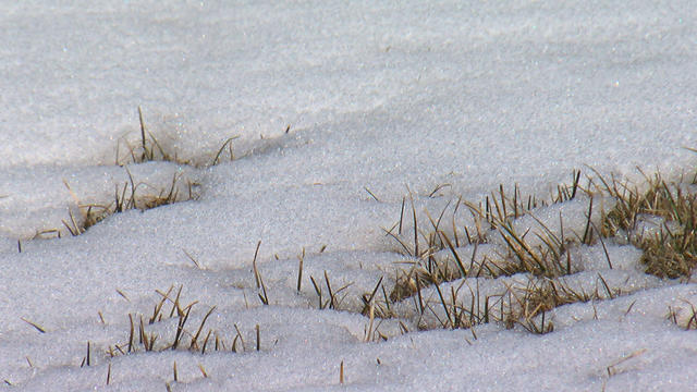 grass-and-snow.jpg 
