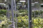 0421-en-marijuana-petersen-1551631-640x360.jpg 