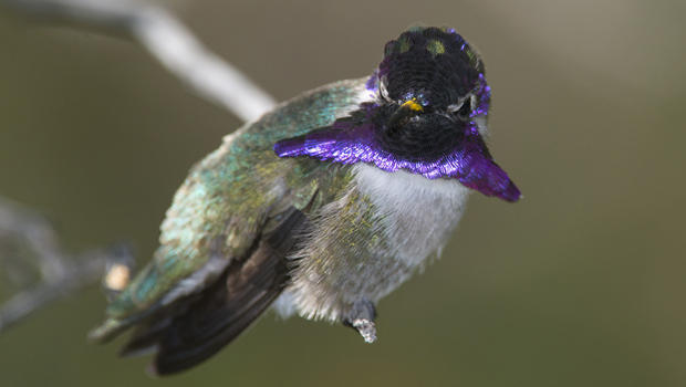 male-costas-hummingbird-verne-lehmberg-620.jpg 