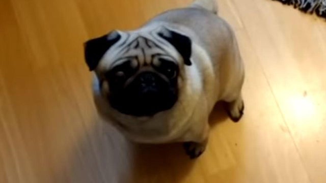 A video posted to YouTube in 2016 shows a dog appearing to give Nazi salutes. 