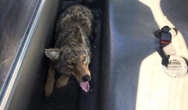 coyote caught by philly police 