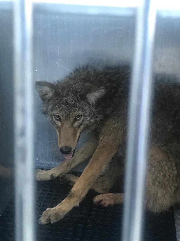 Police Capture Coyote Spotted In South Philly 