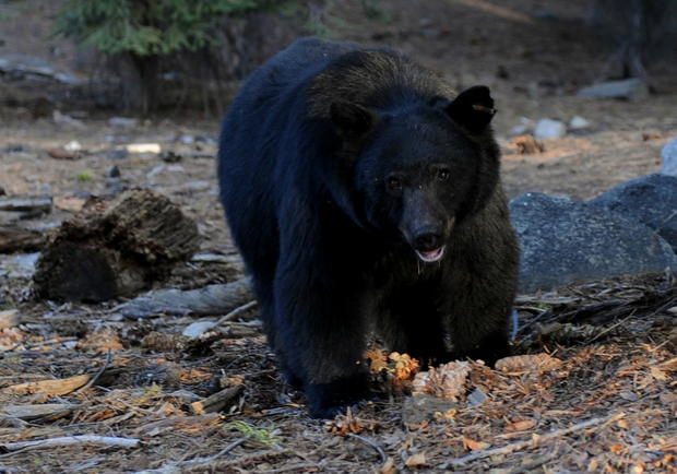 A black bear scavenges for food beside t 
