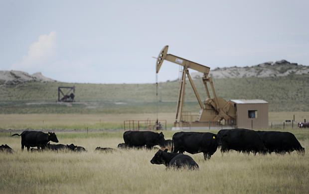 With drilling rigs all around them, a herd of cows graze in between the rural towns of Grover and Hereford, on Thursday, July 29, 2010. The exploration and extraction of oil in Weld County has slightly increased business in the area. Diego James Robles, T 