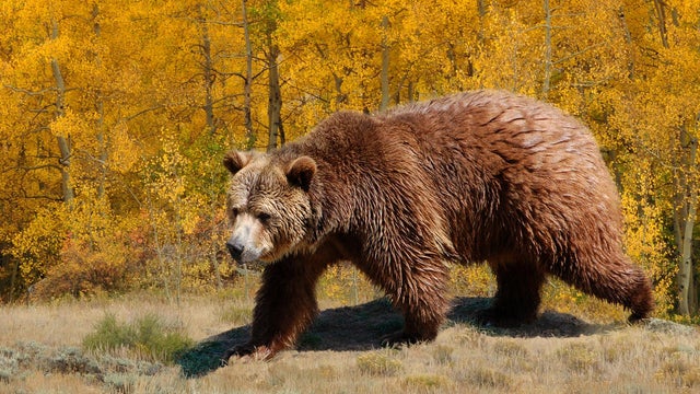 A file image of a grizzly bear 